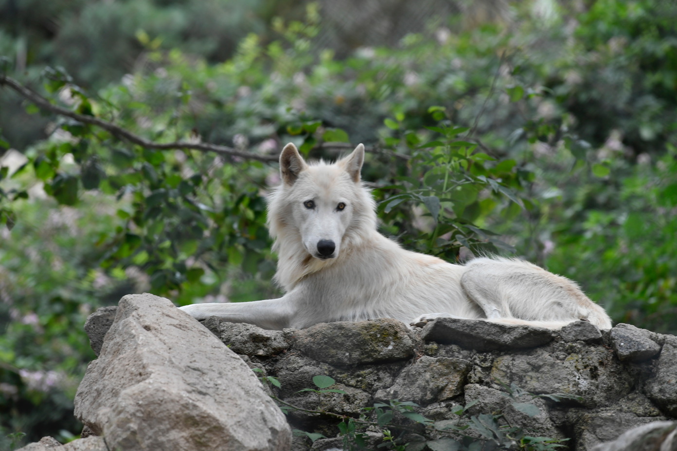 En Loz re Le Parc Des Loups Du G vaudan Fait Peau Neuve R gion 