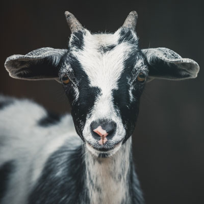 [Sortie à la ferme] Chèvre qui rit - Samedi 9 février 2019 - Région ...