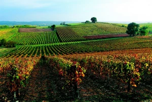 Affiche Portes Ouvertes SAMPG et expo Insolite "La vigne et le vin"