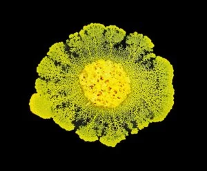 Le blob, organisme unicellulaire, a inspiré un projet innovant mené par l'entreprise toulousaine Labsoft et le CNRS<br /><br />