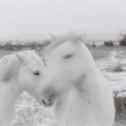 Camargue - photo argentique - M.A KOPP 
