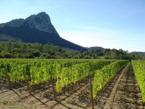Affiche BALADE AU COEUR DES VIGNES : Les Vignes Buissonnières en Pic Saint Loup