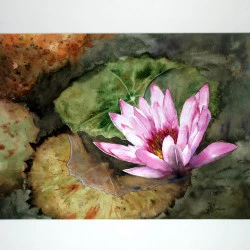 Nénuphar - Aquarelle