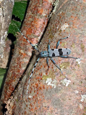 Affiche Sortie inventaire participatif (grand public) sur les insectes des bois morts 