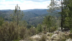 Affiche La gestion forestière en Cévennes 