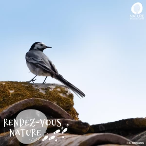 Affiche Sortie nature - La vie secrète des oiseaux en ville