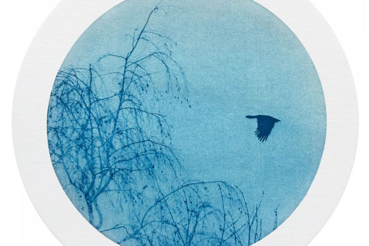 Sans titre / Pájaro N° 11 - Serie Árboles Pájaros - Cyanotype sur papier filtre, monté sur carton entoilé. (20 cm de diamètre) - Berta Ibáñez - 2024 