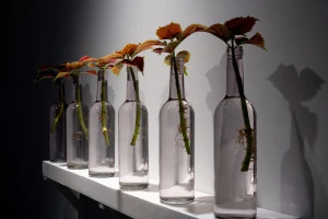 Affiche Tropisme poétique. Des plantes qui dansent