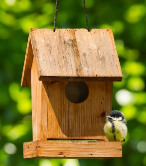 Affiche Initiation Ornithologie et Atelier Nichoirs