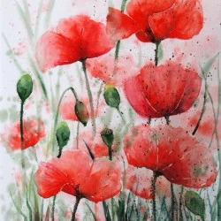 Les coquelicots - Aquarelle