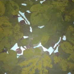 Figuier de RobinFP - acrylique