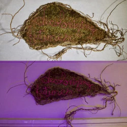 Decolonizing Futures - Sculpture incantatoire : lianes de lierre, capitules et graines de bardane, fil fluorescent rose et fil de cuivre réparateur. 110 × 60 cm, 2026