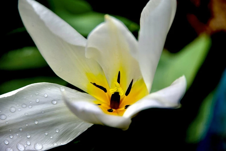 JDF 25 - Jardin de France