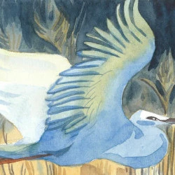 L'envol - Aqaurelle d'une grande aigrette survolant une roselière au coucher du soleil - Julia Badaroux 