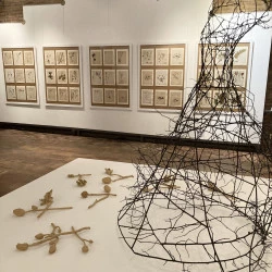 fabuleuses natures, musée des beaux aarts de Gaillac, 2025 - dessins de branches, herbier de terre - violaine laveaux 