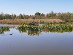 Affiche Conférence "LA CAMARGUE, UNE CANDIDATURE AU PATRIMOINE MONDIAL DE L'UNESCO 