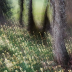 Printemps 2 - Philippe Cadu 