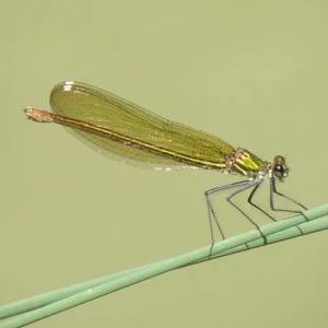 Affiche [SORTIE NATURE] Les demoiselles de Mirande