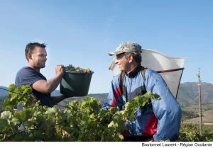 Les vendanges à la main sont désormais rares, mais certains vignobles perpétuent cette tradition, comme ici à Port-Vendres (66).