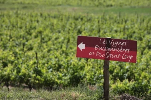 Affiche Balade au coeur des vignes en Pic Saint-Loup