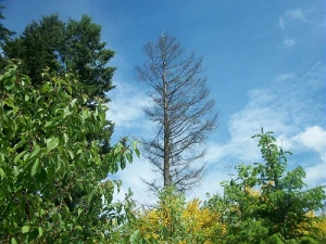 Affiche Présentation du programme FORECCAsT 