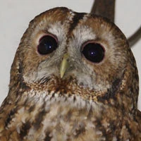 Affiche Sortie Nature : Hibou y es-tu ?