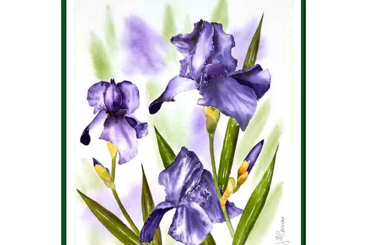 Les Iris - Aquarelle