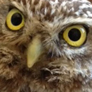 Affiche Une chouette soirée - Nuit de la Chouette 2019