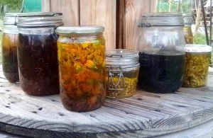 Affiche Ateliers autour des plantes - FLOR' & SENS : « Cuisine sauvage : pesto et gelée »