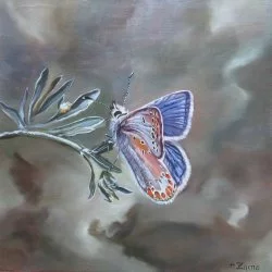 Fragile - Peinture représentant un papillon ( azuré de Chapman) huile sur toile 30 x 30 cm - Photo personnelle 