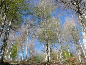Affiche L'eau et la forêt de Mercoire