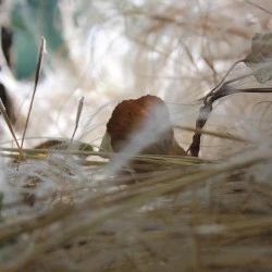Nid le lond de la Fougette durant Confinement 2020 - Land art : 3/2 m Lianes, cheveux d'ange et bois de ronces - S. Vigneau 