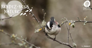 Affiche 28/03 - Regards discrets au Domaine des Oiseaux