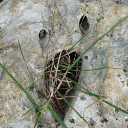 Hurleur des chemins - Photographie numérique -2023 - 30x21cm sur papier d'art - Série Pierres-Visages en paréidolies - JEANPIERRE ALLANO 