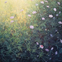 Scabieuses I - huile sur toile 60x60