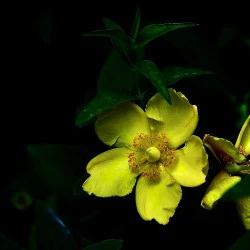 JDF 33 - Jardin de France