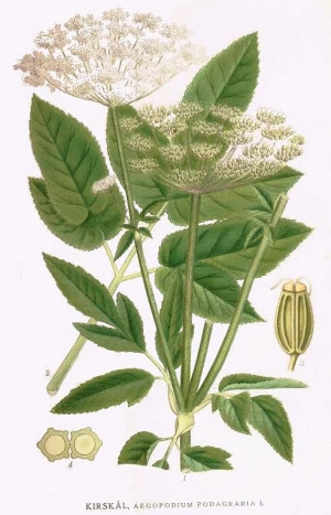 Affiche Plantes sauvages comestibles (Secteur Cahors)