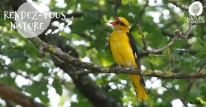 Affiche 27/09 - Chuchotements d'automne : les oiseaux de la plaine toulousaine