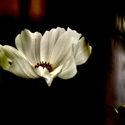 JDF 66 - Jardin de France