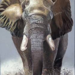Hathi - papier Pastelmat 50 x 70cm, divers bâtonnets et crayons