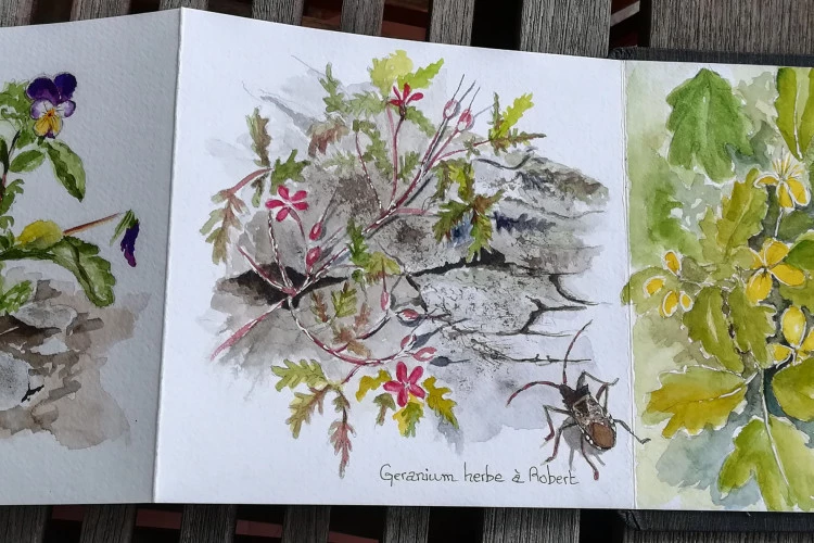 la vie sauvage dans mon jardin - Leporello - observation des insectes et des plantes sauvages - dessin et auqarelle - Michèle STACHAK-SOULACROIX 