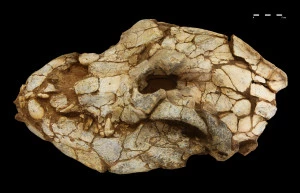 Affiche Des objets archéologiques sortent des réserves à Tautavel