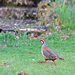 Affiche Journée "Les oiseaux" au Château-musée du Cayla