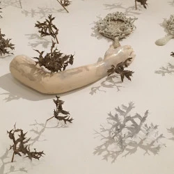 métamorphoses, musée de Lodève 2023 - grès, végétaux, porcelaine - violaine laveaux 