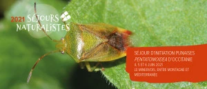 Affiche Séjour d'initiation Punaises pentatomoidea d'Occitanie