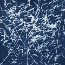Entre terre et ciel - Cyanotype - Mélanie Challe 