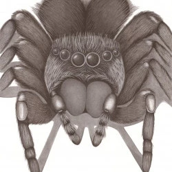 The Big Spider - Fusain et Crayon sur papier - Carrie Mancuso 