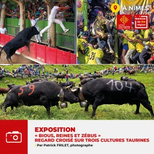 Affiche Exposition photo "BIOUS, REINES ET ZÉBUS" un regard croisé sur trois cultures taurines par Patrick FRILET