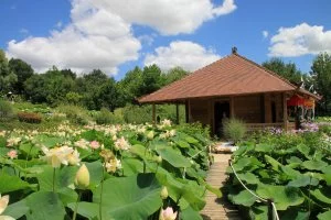 Le temple des lotus, une étape zen aux Jardins des Martels.