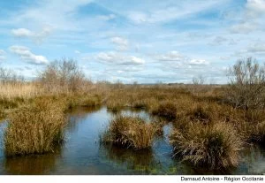 La Région finance la restauration des zones humides, alliées essentielles pour la gestion durable de l'eau.